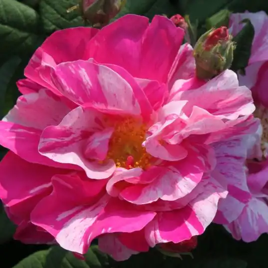 75-120 cm - Trandafiri - Rosa Mundi - 